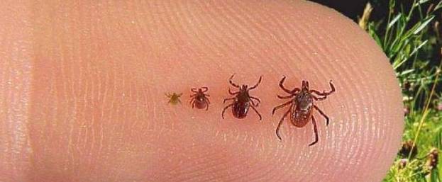 Si vous êtes atteint de sclérose en plaque vous devriez lire cet article sur la maladie de Lyme, même si vous ne vous souvenez pas avoir été piqué car elle est une des causes les plus fréquentes.